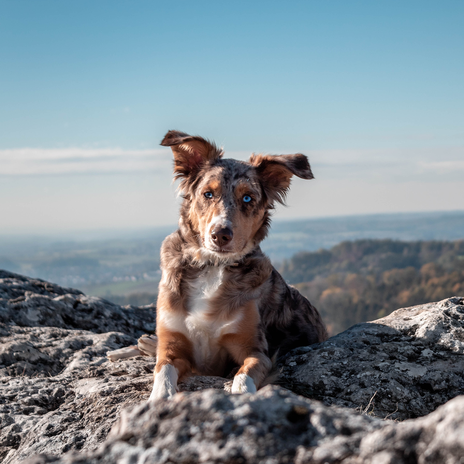 What I did on take your dog to work day